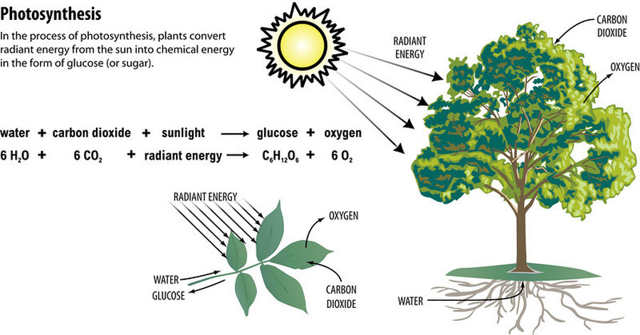 Photosynthesis - Traci Sandoval's Awesome Science