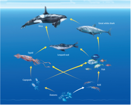 Food Chains & Webs - Traci Sandoval's Awesome Science